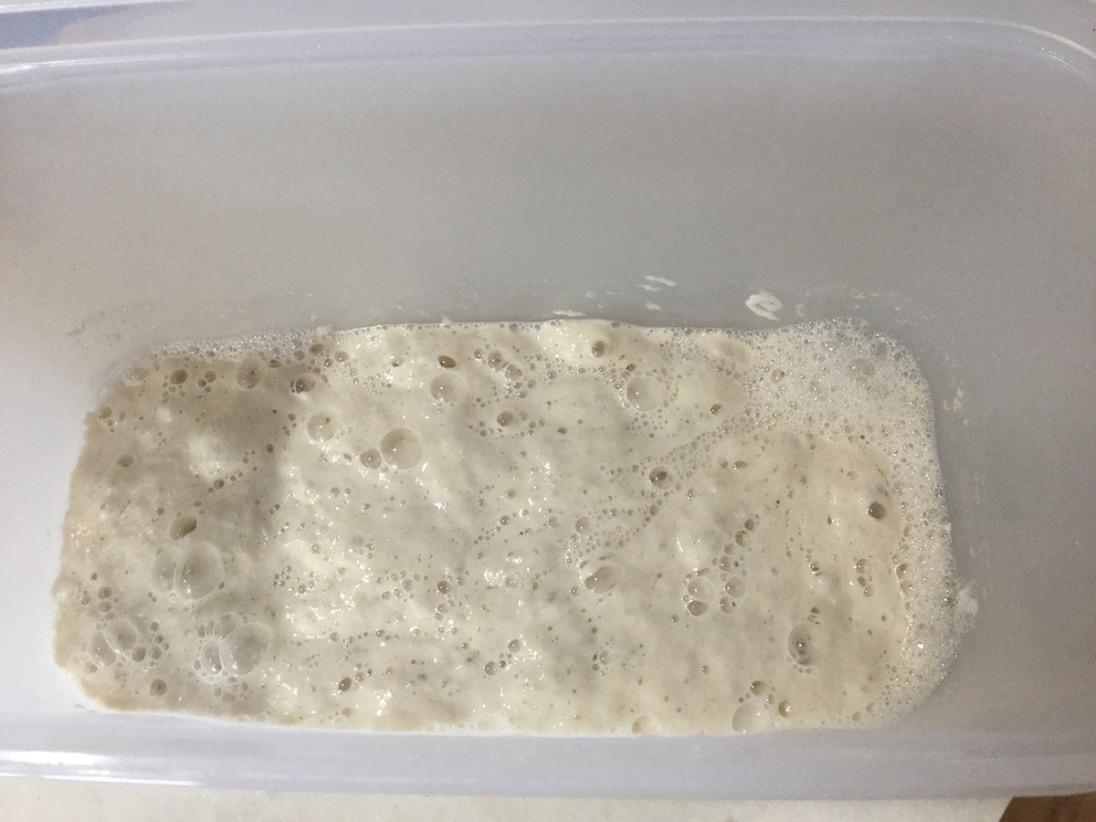 Heirloom San Francisco sourdough starter for home bread baking